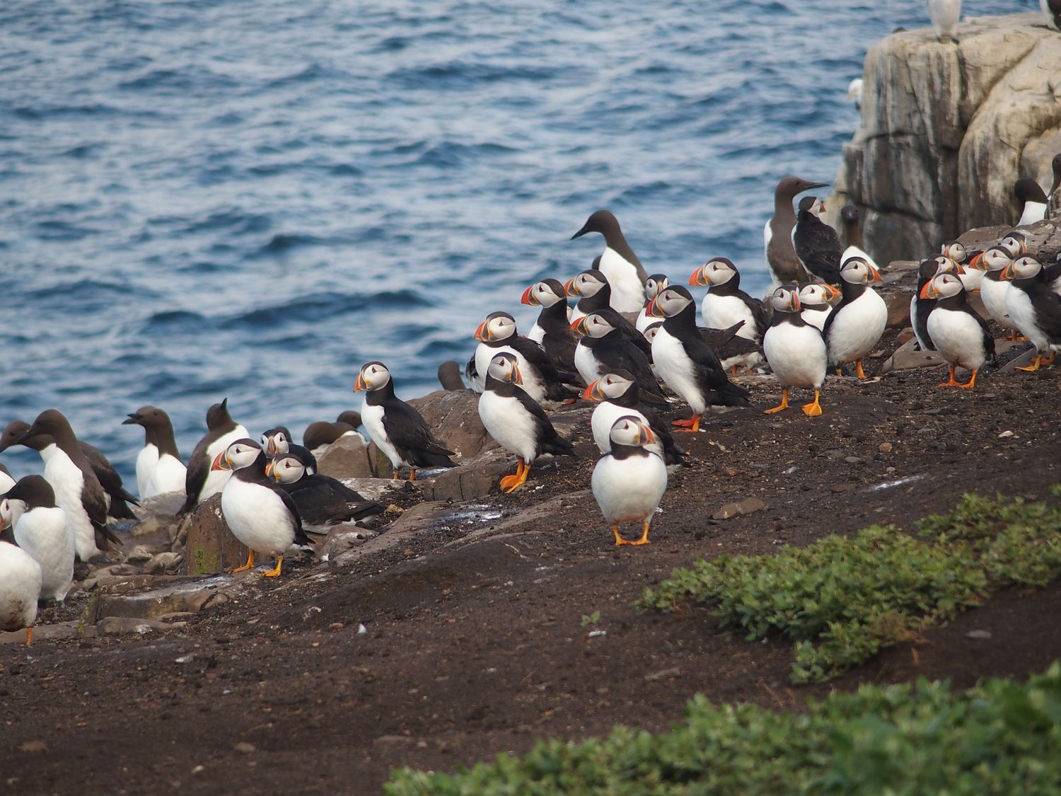 puffin lunda